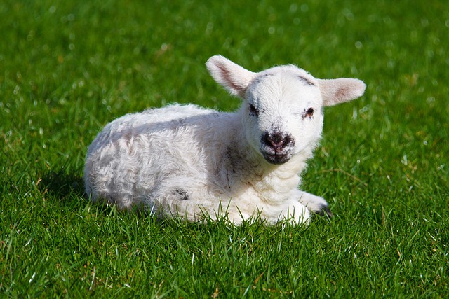 white lamb