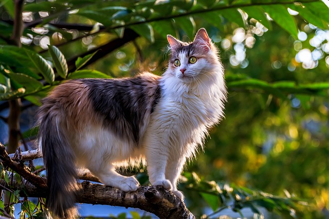 cat in tree