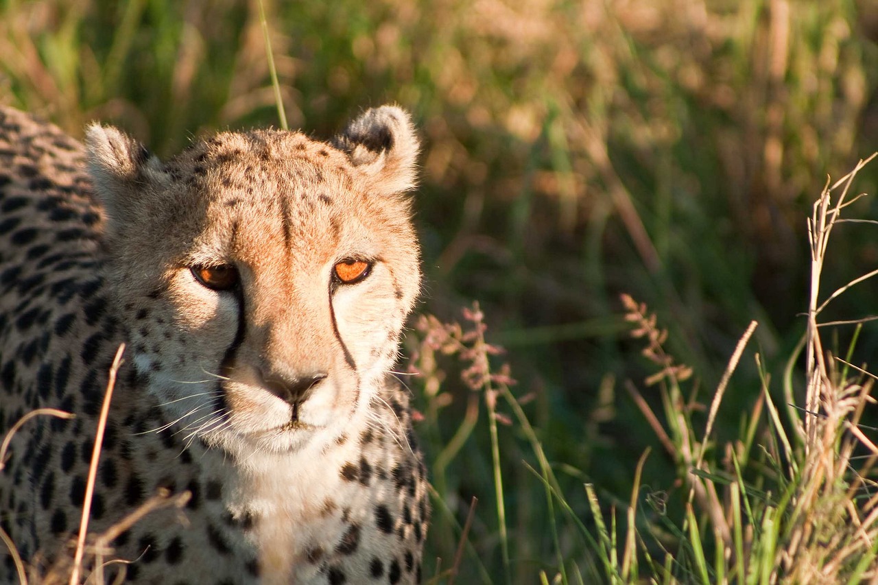 cheetah in grass
