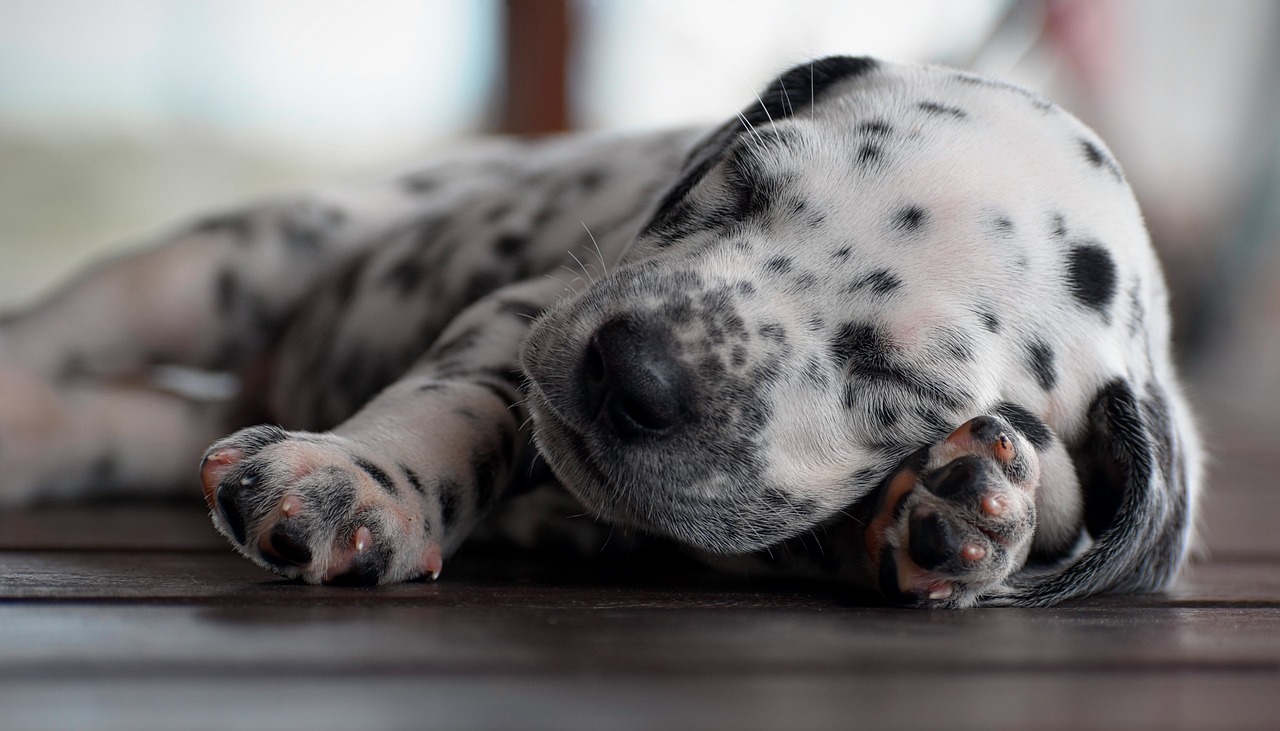 dalmatian puppy sleeping