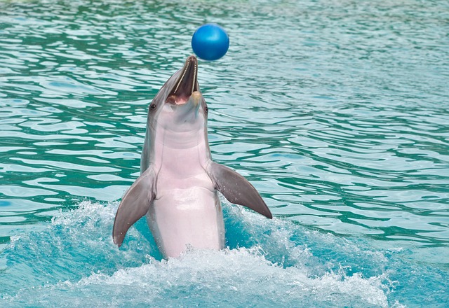 dolphin playing with ball