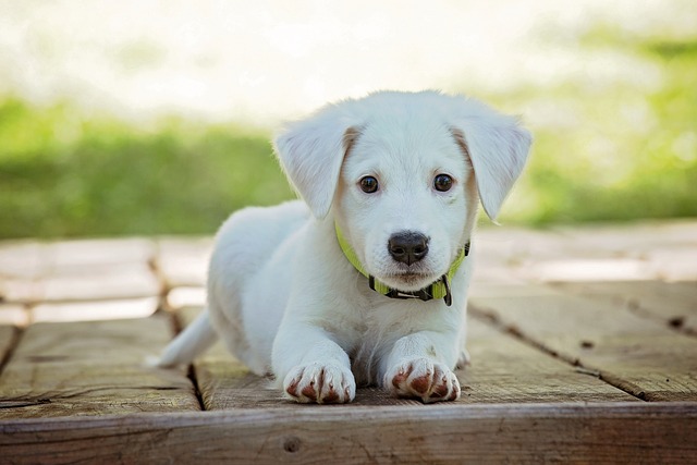 white puppy