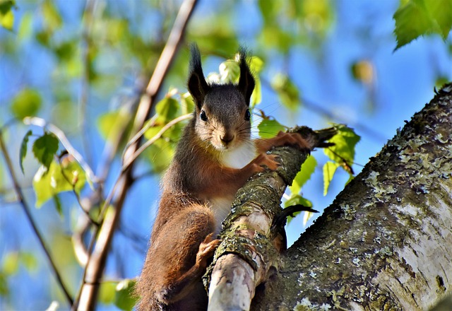 squirrel in tree