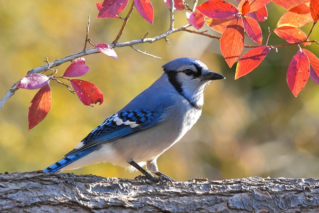 blue Jay bird