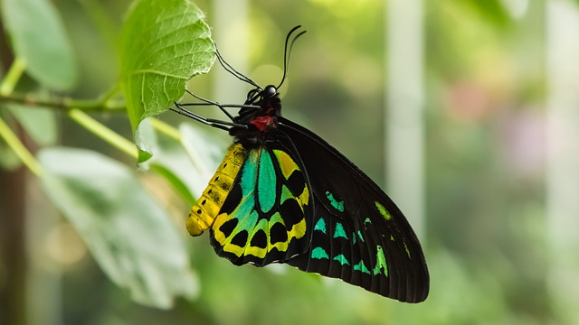 butterfly on a leaf