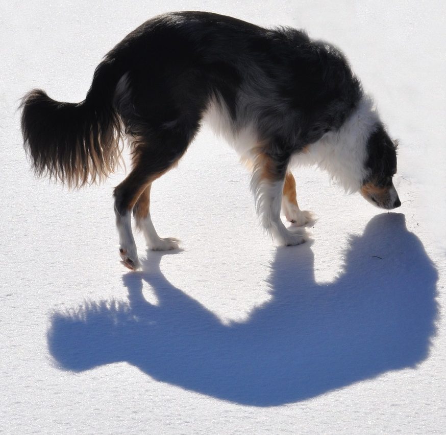 dog and its shadow