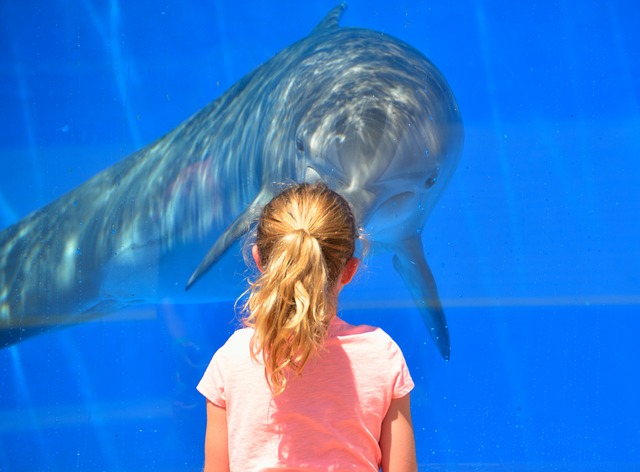 dolphin and a girl
