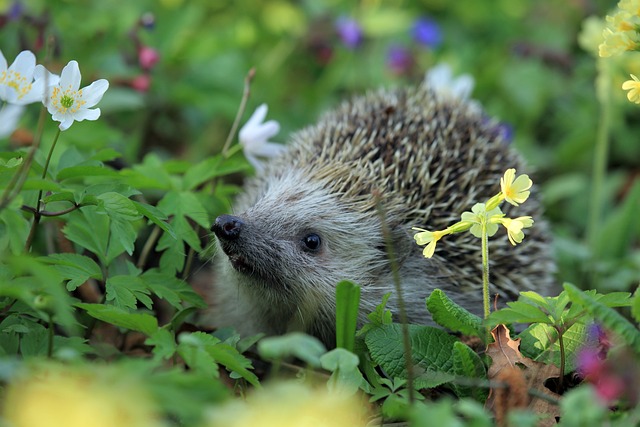 hedgehog Near Flowers