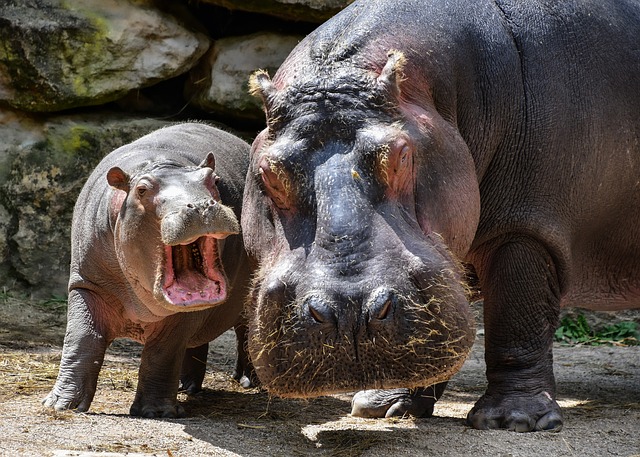 hippopotamus Baby And Mother