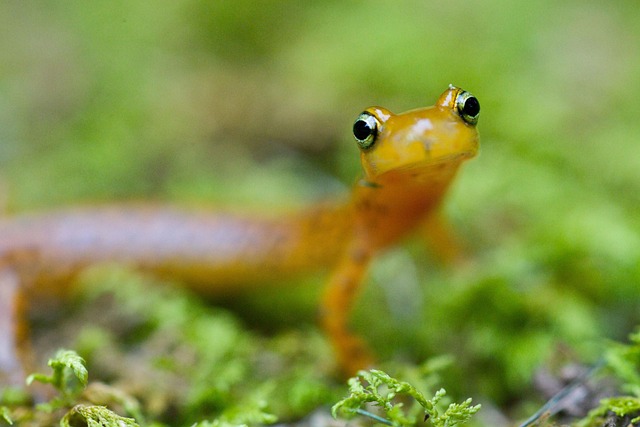 longicauda Salamander