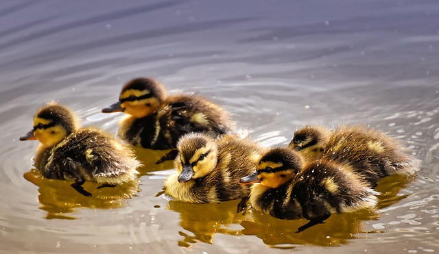 five little ducks