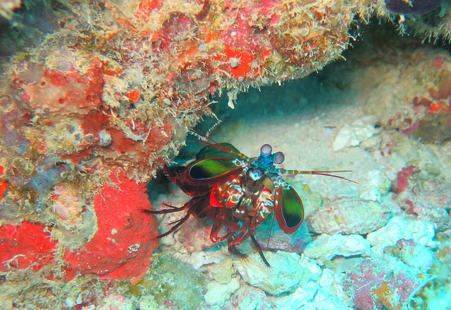 mantis shrimp in its natural environment