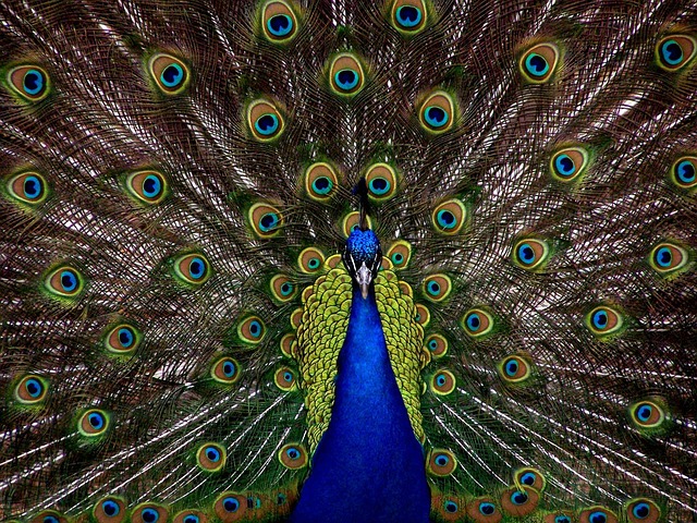 peacock feathers