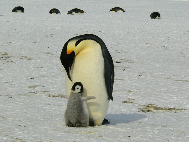 penguin And Chick
