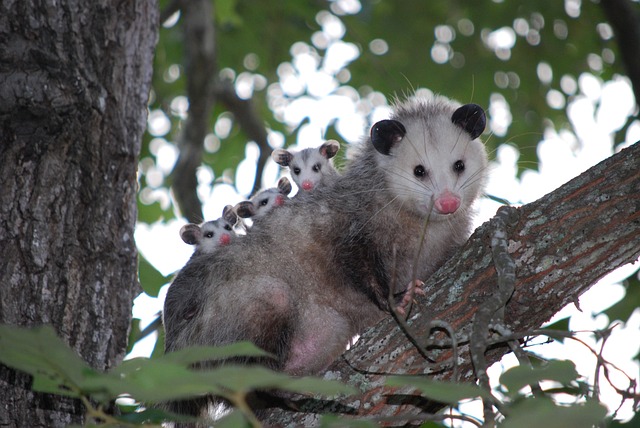 opossum and baby opossums on a tree branch