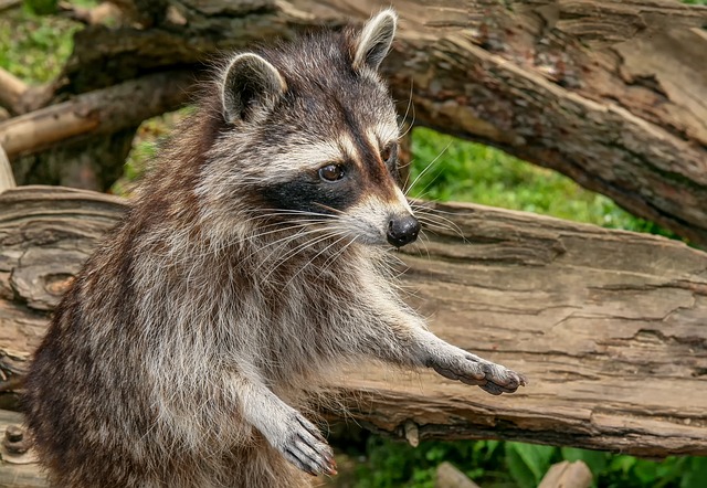 raccoon