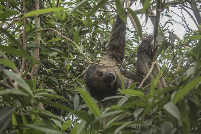 a sloth in a tree
